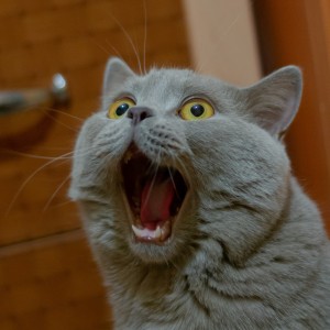 L'anniversaire du chat