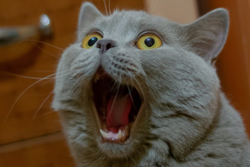 L'anniversaire du chat